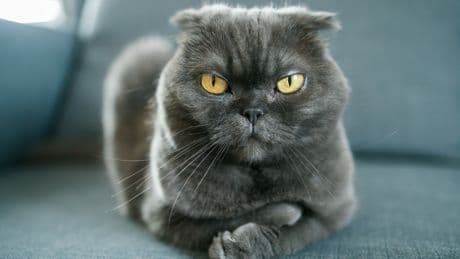 Diabetes bei Katzen: Was Sie nun als Besitzer tun können