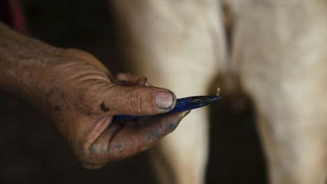 Ranchers in Mexico are struggling against a flesh-eating parasite infecting livestock