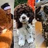 These dogs are all supposedly the same breed, but their owners were duped into buying a fake designer puppy - so can YOU guess what kind they're meant to be?