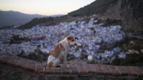Maroc: la politique de stérilisation des chiens errants continue à susciter la polémique
