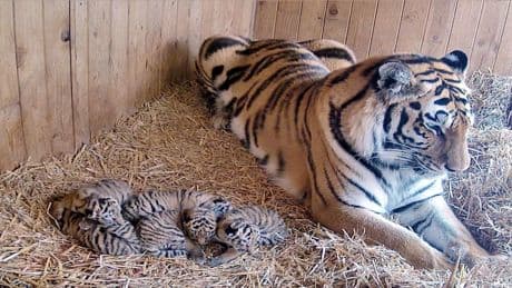 Drama im Magdeburger Zoo - Tiger-Mami Stormi quetscht ihr Junges tot