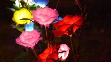 Light-up garden roses 'dazzle' neighbours with 'truly beautiful' night-time glow