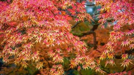 Japanese Acers will only turn vibrant red if you add one thing to soil now