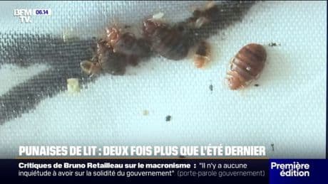 Les punaises de lit pourraient être de retour cet été