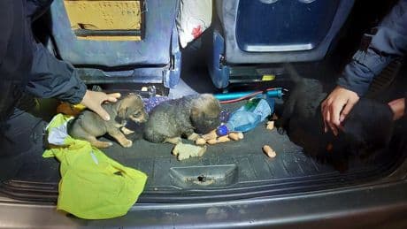 Tierschutz: Bundespolizei stoppt illegalen Welpentransport