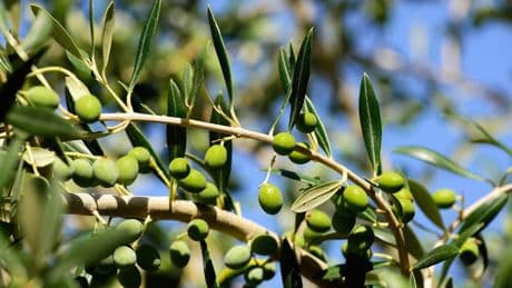Les Américains importent 95% de leur huile d'olive: le premier producteur mondial les prévient qu'elle va leur coûter beaucoup plus cher