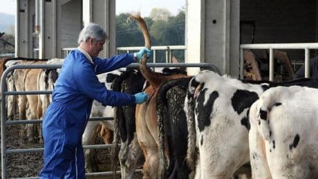La lengua azul regresa a Bizkaia con un primer brote en una granja en Iurreta