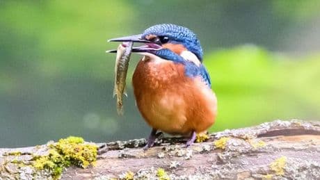 Natur: Bestand der Eisvögel in Hessen erholt sich leicht
