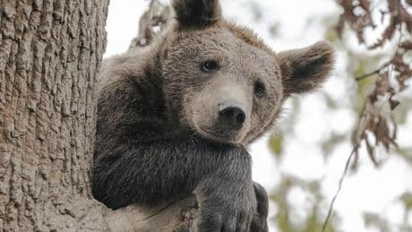 « Des gens sont tués, des animaux sont tués » : la difficile coexistence de la population avec les ours en Roumanie :