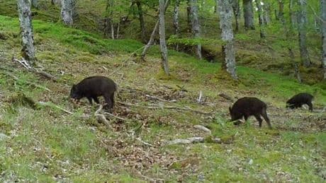 Scottish wild boar numbers to 'rise significantly' over the next 50 years