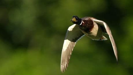 Ente in der Schweiz mit 52 Stundenkilometern geblitzt - vermutlich nicht zum ersten Mal