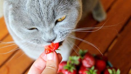 Superfood für Samtpfoten: Diese 10 Lebensmittel halten Ihre Katze topfit