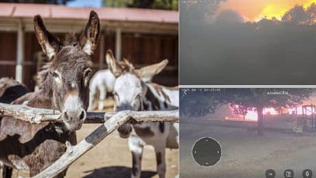 El fuego se ceba de nuevo con Burrolandia: &quot;Ha sido agónico&quot;