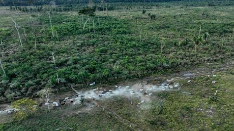 Brazil slaughterhouses reduce ties to Amazon deforestation, but cattle laundering remains issue