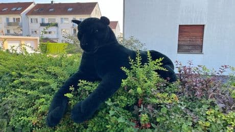 Polizeieinsatz ausgelöst: Kuscheltier: Anwohner melden gefährliche Raubkatze