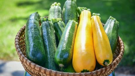 Üppige Ernte: So wächst Zucchini im Garten besser