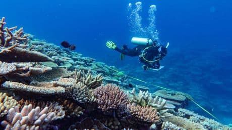 Grootste daling in bijna 40 jaar van levend koraal in Great Barrier Reef