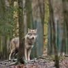 Tierschutz: EU-Parlament macht Weg für mehr Wolf-Abschüsse frei