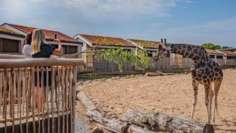 How you can go on safari without leaving the UK