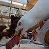 Beaky blinder! Seagull gives diners a fright after stealing steak from their plate at an expensive restaurant