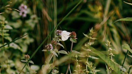 Enorme hoeveelheden pesticiden trof de Vlinderstichting aan in de natuur. Toch haalde ze na een dreigement het rapport offline