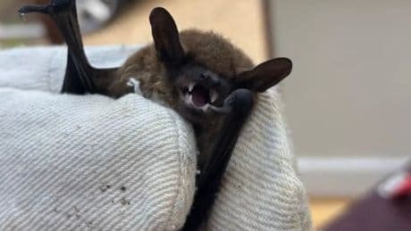Bat with extremely rare rabies-causing virus found on UK island