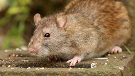Ratten im Garten? So vertreiben Sie die Nager erfolgreich