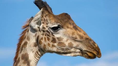 Giraffen: Vier verschiedene Arten offiziell anerkannt