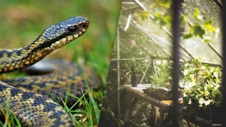 Auch in Deutschland: Diese giftigen Tiere können im Garten auftauchen
