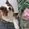 Hond Qhyra sterft nadat ze vergiftigd stuk vlees eet tijdens wandeling: “Op één bepaalde plek bleef ze opvallend lang snuffelen”