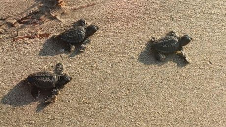 469 caretta caretta yavrusu, denize açıldı