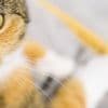 Mitmach-Forschung: Cat Content gesucht: Forscher werten Katzenvideos aus