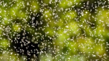 UK households told 'shut windows' immediately with 'insect buffet' invading