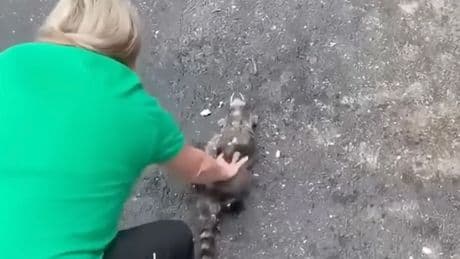 Nurse saves raccoon’s life with CPR after it got drunk on fermented peaches