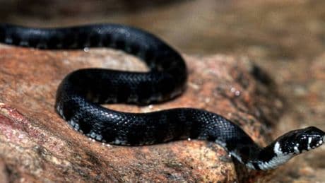 Häufung in NRW: Schwarze Schlange im Garten? Das steckt hinter den aktuellen Sichtungen