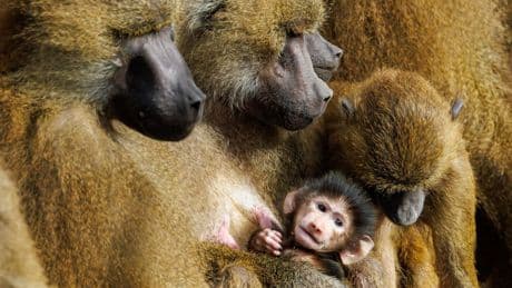 Werden einzelne Affen getötet?: Paviane aus Nürnberg ziehen nicht in indischen Zoo