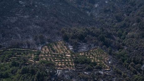 Extremadura garantiza el cobro de la PAC a los agricultores afectados por los incendios