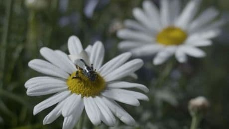 China & Russia will use drones ‘size of insects’ to spy on West & commit untraceable murders, ex-Google futurist warns