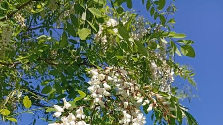 Flores de acacia en la autopista