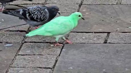 Tierschützer besorgt - Grüne Taube geht viral