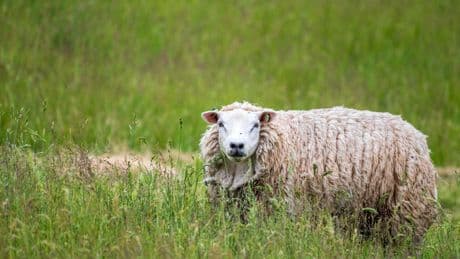 ‘Obesitasschapen’ uit Nieuwegein worden mogelijk wegbezuinigd, bewoners verzetten zich