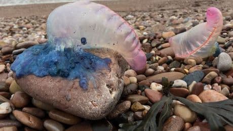 One of world's most dangerous sea creatures washes up in popular holiday spot