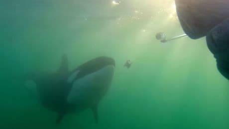 ‘These weren’t mistakes’: Orcas documented sharing their food with humans