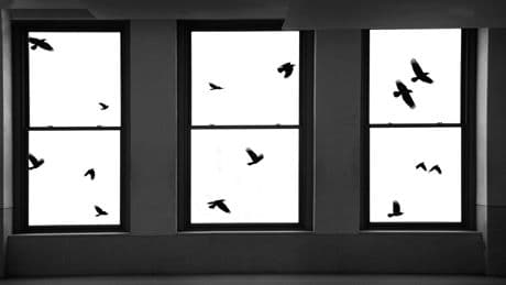 Vogelschlag am Fenster? Diese Maßnahme rettet Leben