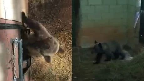 Esta es la nueva vida de Alba, la cría de oso pardo que vive en semilibertad en un recinto adaptado de León