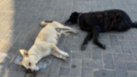 İzmir'de hayvan katliamı: 10 köpek ile 5 kedi zehirlenerek öldürüldü