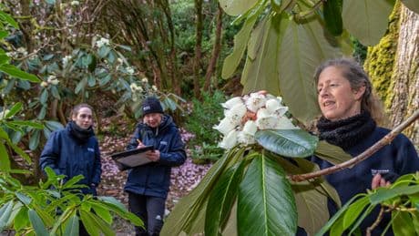 Three years, 77,000 plants — the National Trust has aced its biggest test yet