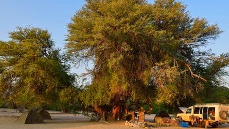 Namibia: Campingurlauber von Löwin getötet