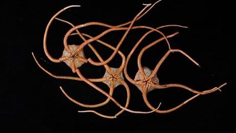 Deep-sea creatures are interconnected across globe via hidden ocean ‘superhighway’