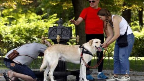 Qué debes saber antes de pasear a tu perro en pleno verano con temperaturas extremas